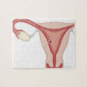 Puzzle Oeuf fertilisé Devenant embryon