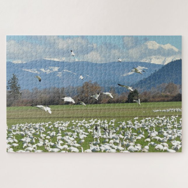 Puzzle Oies des neiges dans un champ (Horizontal)