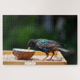Puzzle Oiseau à plumes foncées mangeant de la noix de coc