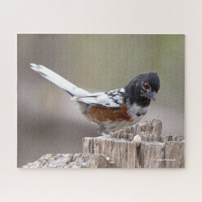 Puzzle Oiseau-chanteur leuciste tacheté à la pointe du mo (Horizontal)