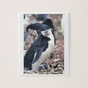 Puzzle Oiseau de pingouin mignon animal noir eau blanche