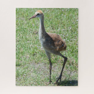 Puzzle Oiseau mignon Floride Grue de Sandhill Nature Phot