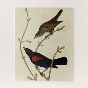 Puzzle Oiseau noir à ailes rouges - Oiseaux d'Amérique d'