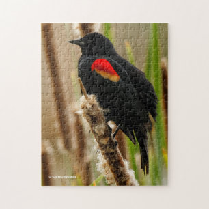 Puzzle Oiseau-noir à ailes rouges sur la ruée