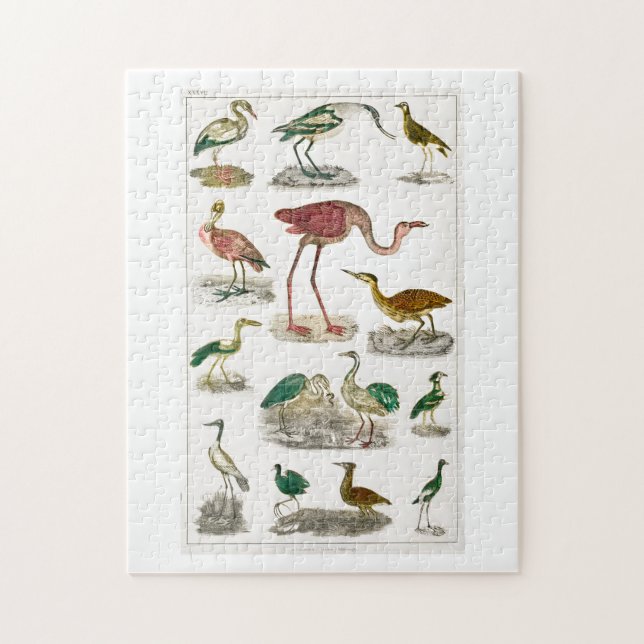 Puzzle oiseau, oiseaux, sans vol, nouvelle-zélande, sans  (Vertical)