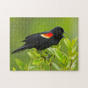Puzzle Oiseau-roux (Agelaius Phoeniceus)