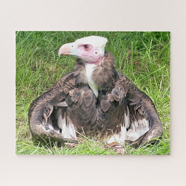 PUZZLE OISEAU VULTURE DE LA PROIE (Horizontal)