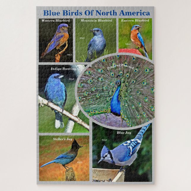 Puzzle Oiseaux bleus d'Amérique du Nord Éducation 7 espèc (Vertical)