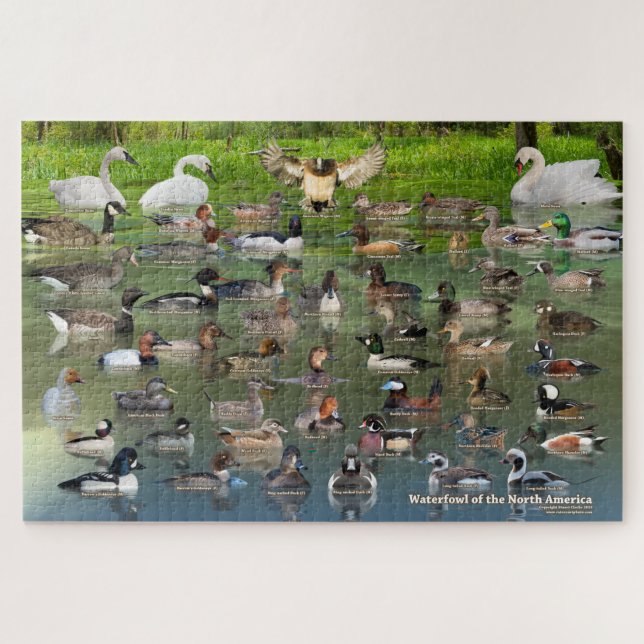 Puzzle Oiseaux d'Amérique du Nord (Horizontal)