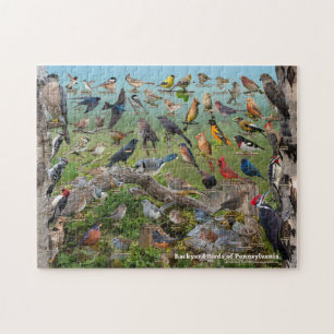 Puzzle Oiseaux de jardin de Pennsylvanie