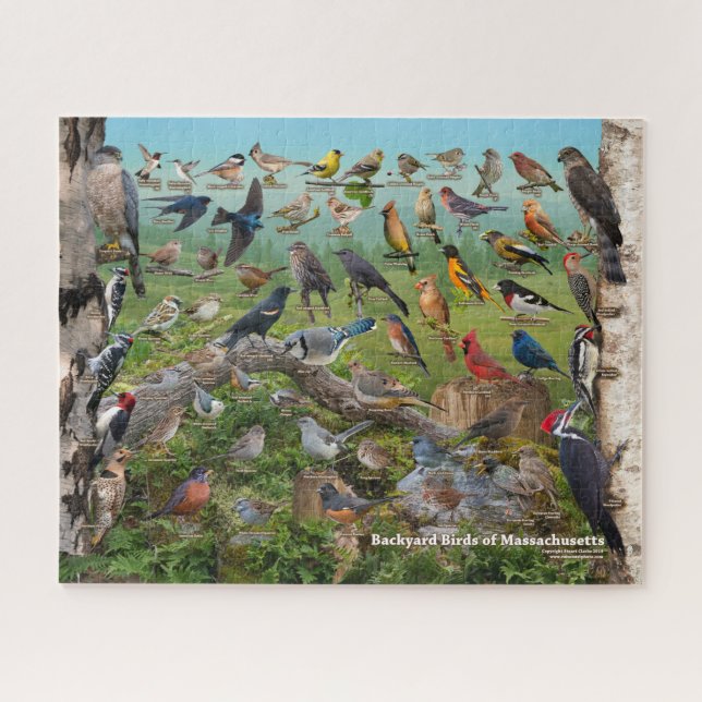 Puzzle Oiseaux de jardin du Massachusetts (Horizontal)