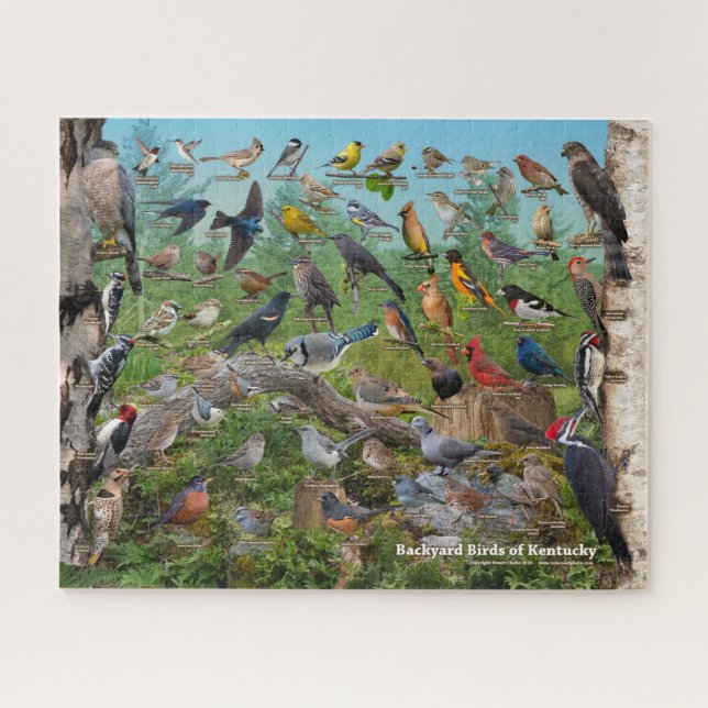 Puzzle Oiseaux Jardins du Kentucky (Horizontal)