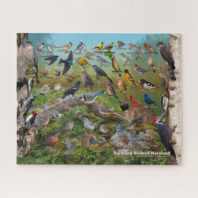 Puzzle Oiseaux Jardins du Maryland (Horizontal)
