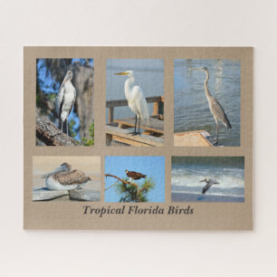 Puzzle Oiseaux tropicaux de Floride