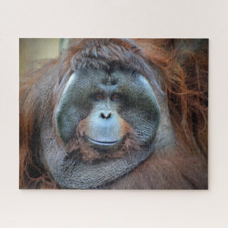 Puzzle Orang-outan