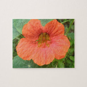Puzzle Orange Nasturtium