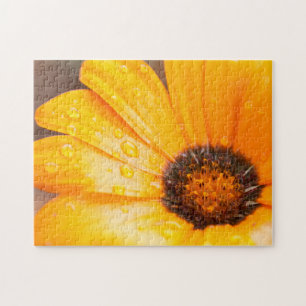 Puzzle Orange Spring Flash African Daisy Close Up Photo