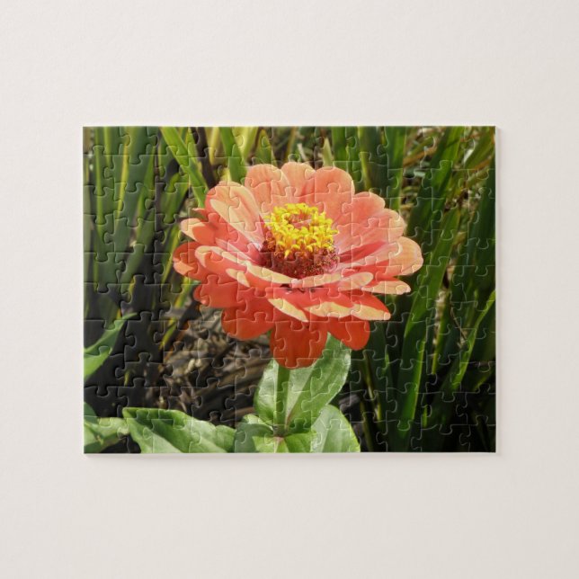 Puzzle Orange Zinnia (Horizontal)