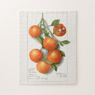 Puzzle Oranges (Calamondienne) Peinture à l'aquarelle de 