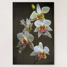 Orchidées Dendroium