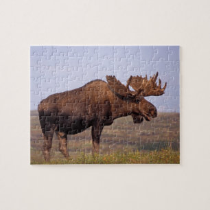 Puzzle orignal, Alces alces, taureau aux gros bois