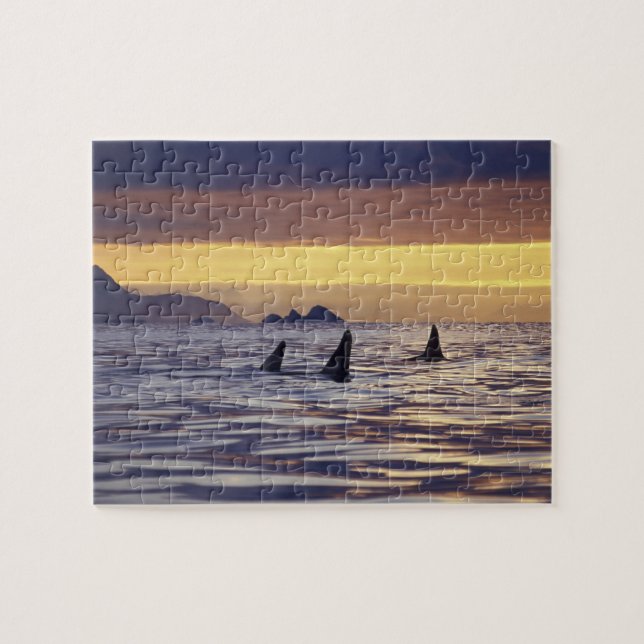 Puzzle Orque ou épaulard (Horizontal)