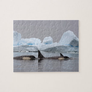 Puzzle orques (orques), orques orques, pod