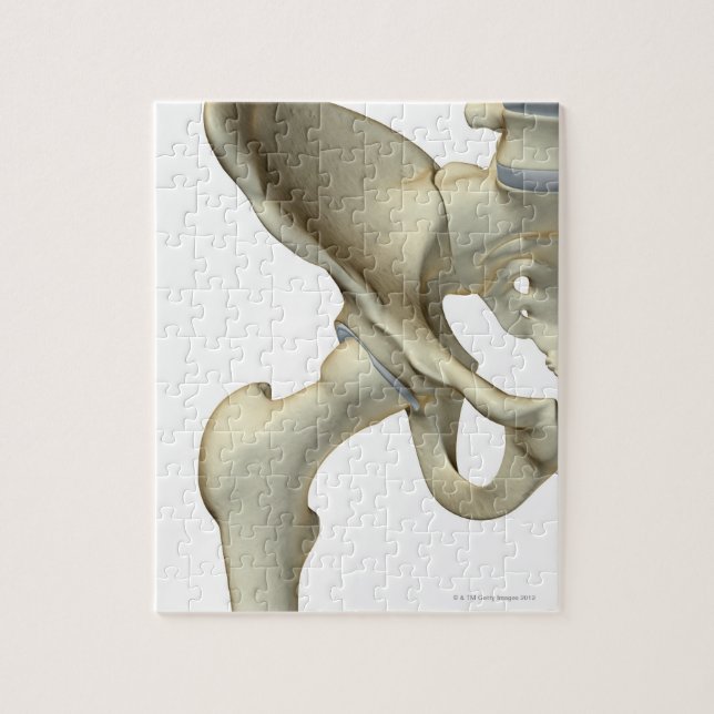 Puzzle Os de la hanche 5 (Vertical)