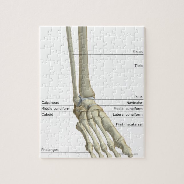 Puzzle Os du pied 6 (Vertical)