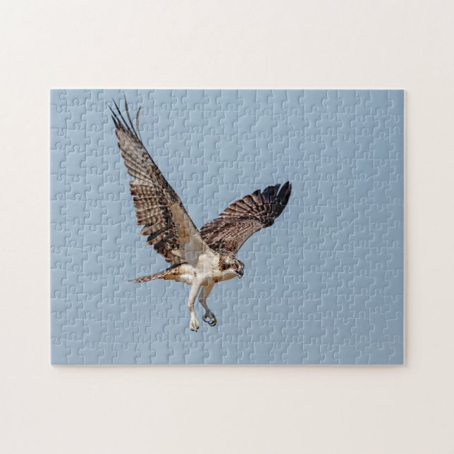 Puzzle Osprey juvénile en vol (Horizontal)
