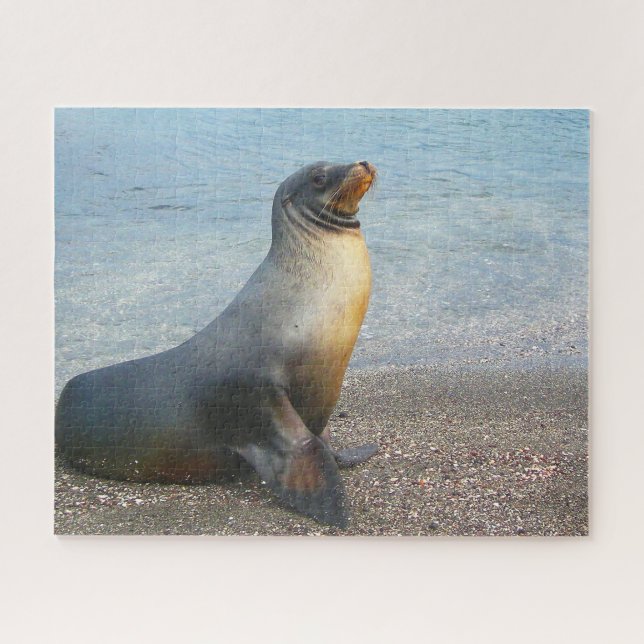 Puzzle Otaries (Horizontal)