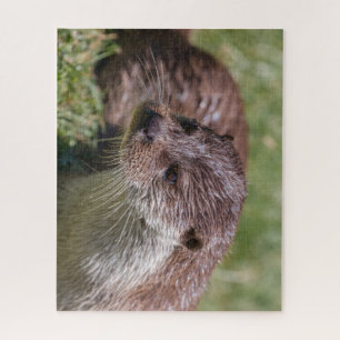 Puzzle Otter eurasien se reposant sous le soleil