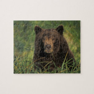 Puzzle ours brun, Ursus arctos, grizzly, Ursus 9