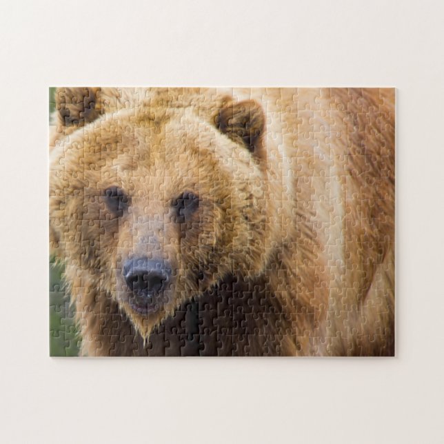 Puzzle Ours gris assez étroit (Horizontal)