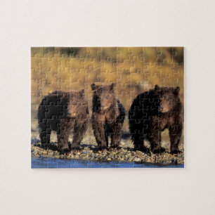 Puzzle Ours grizzli, ours brun, oursons, Katmai National