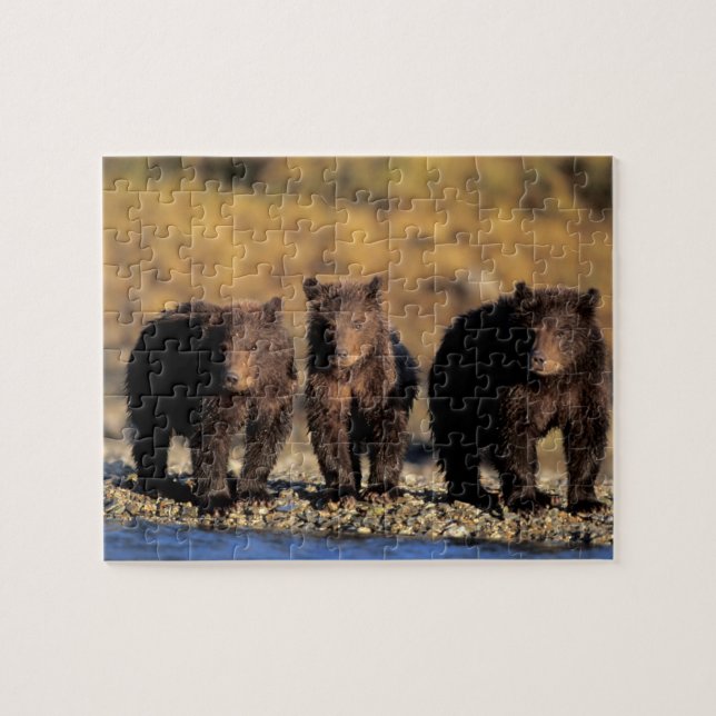 Puzzle Ours grizzli, ours brun, oursons, Katmai National (Horizontal)