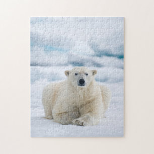 Puzzle Ours polaire adulte sur la banquise estivale