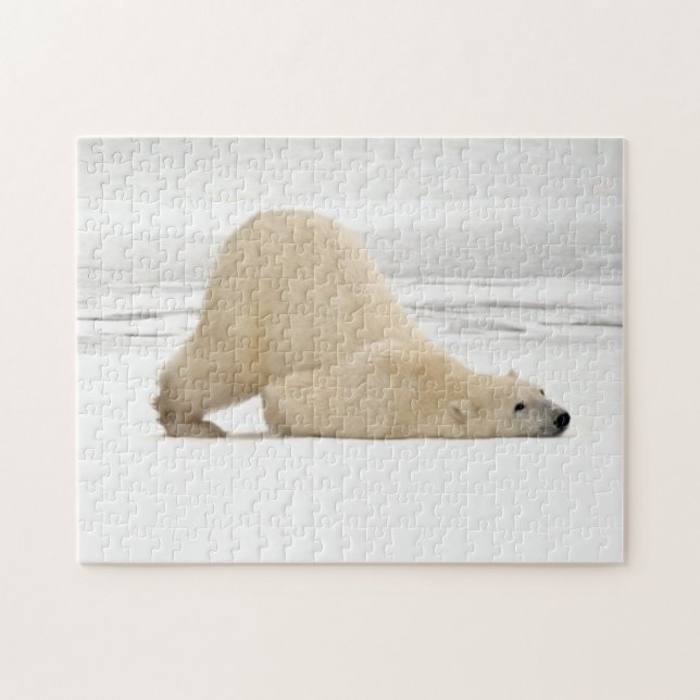 Puzzle Ours polaire se grattant sur la toundra gelée (Horizontal)