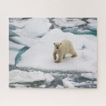 Ours polaire sur la glace de la mer arctique à Sva