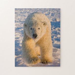 Puzzle ours polaire, Ursus maritimus, ours polaire sur gl