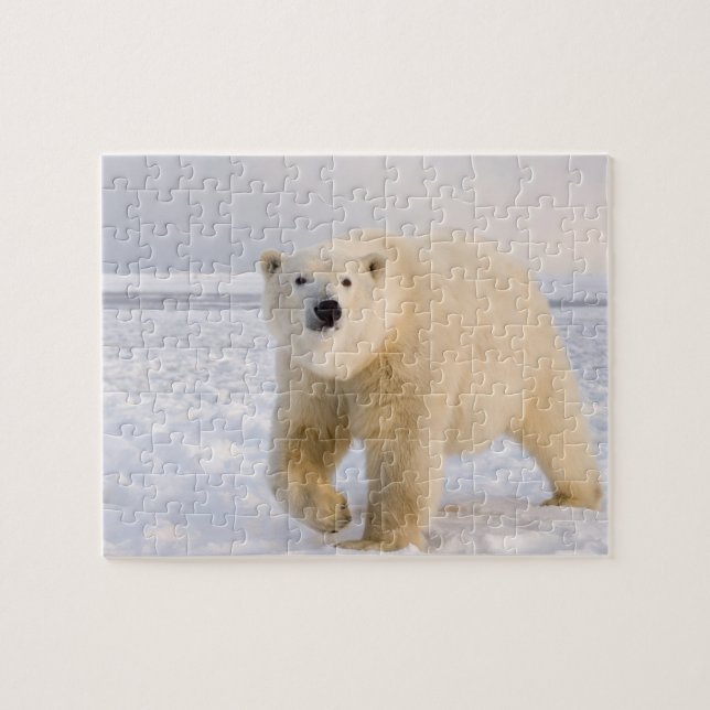 Puzzle ours polaire, Ursus maritimus, sur glace et neige, (Horizontal)