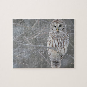 Puzzle Owl