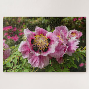 Puzzle Paeonia rockii ssp Atava  pivoine de Rock