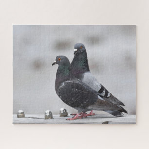 Puzzle Paire de pigeons