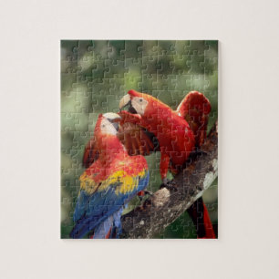 Puzzle Paire de Scarlet Macaws