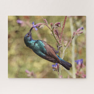 Puzzle Palestine Sunbird, Poster National de la faune d'o