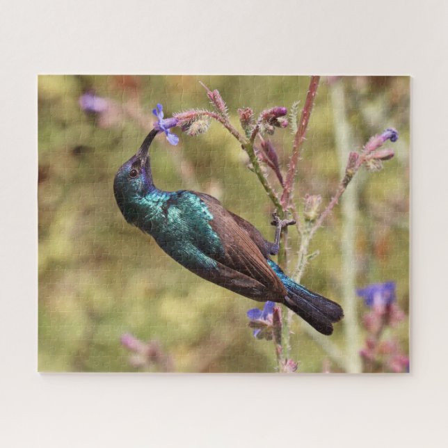 Puzzle Palestine Sunbird, Poster National de la faune d'o (Horizontal)