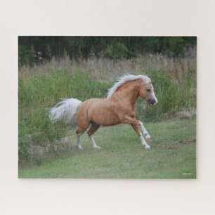 Puzzle Palomino Gallois Pony Stallion Courant