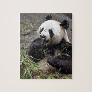 Puzzle Panda géant mangeant du bambou