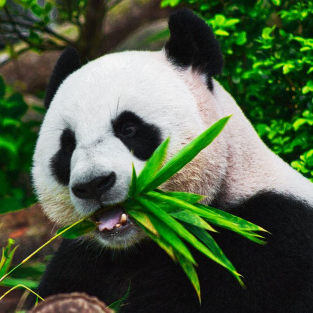 Puzzle Panda mâchant du bambou (Créateur téléchargé)